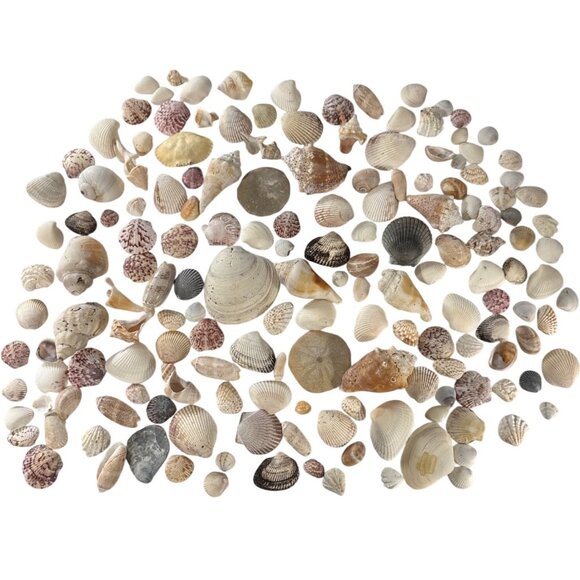 N/A Other - Assorted Natural Sea Shell Collection For - Over 100 Pieces Over 2.5 Lbs